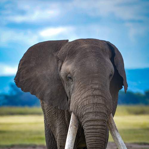 Photo #6120022