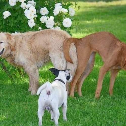 Dogs love
