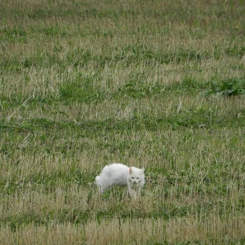 Photo #6121089