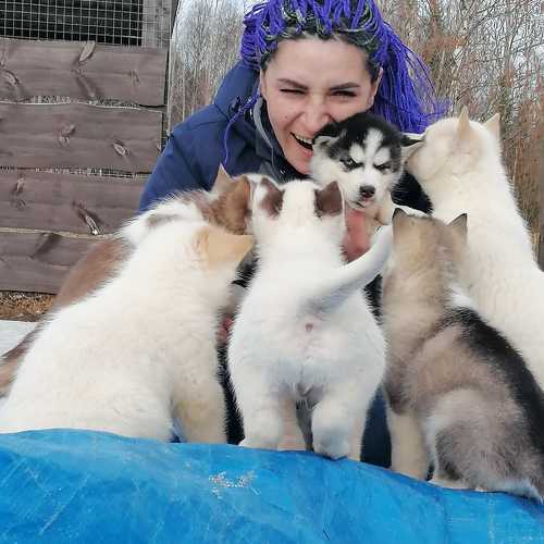 Хаски парк