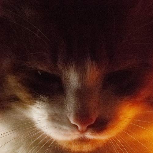 Photo #6121898