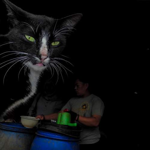 Photo #6122039