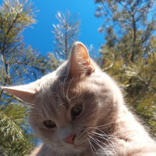 Кот