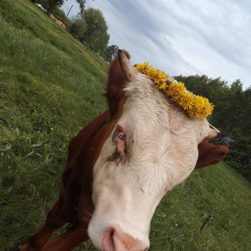 Photo #6122168