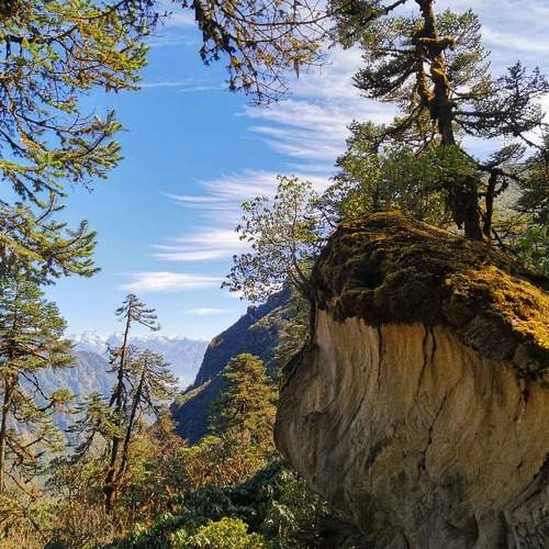 Majestic Forest