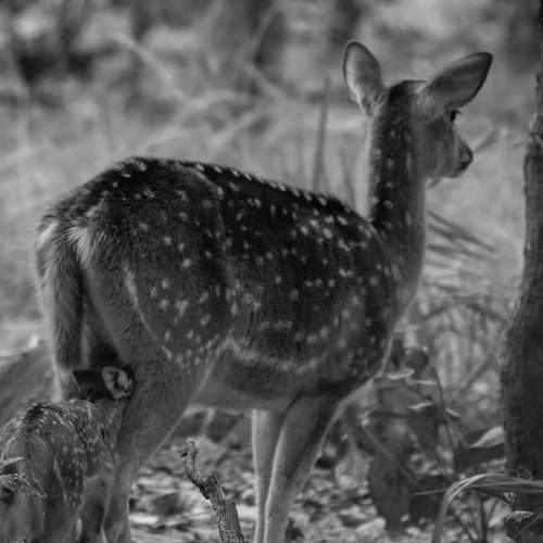 The young hungry fawn