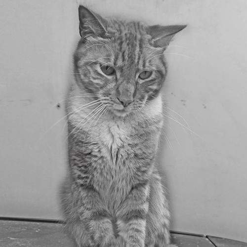 Milo