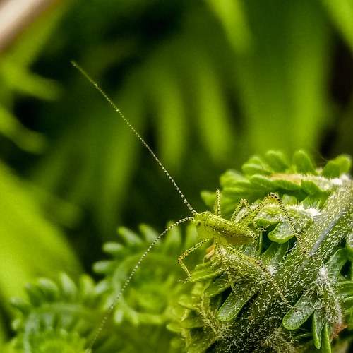 Кузнечик/grasshopper