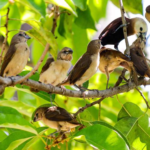 The mother bird is feeding the child