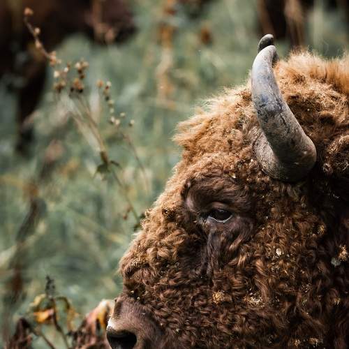 Photo #6124320