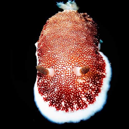 Nudibranch