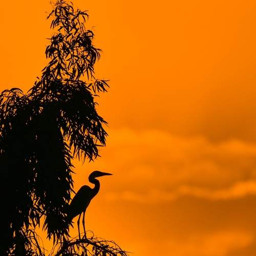 طائر البقر