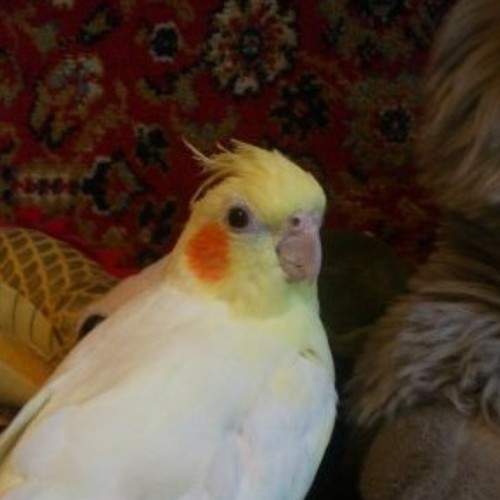 Photo #6125600