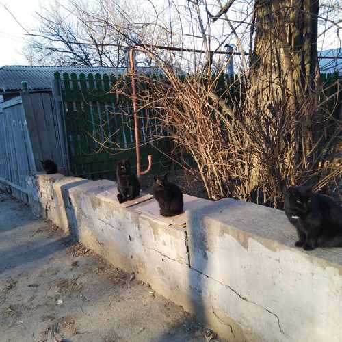 Photo #6126320