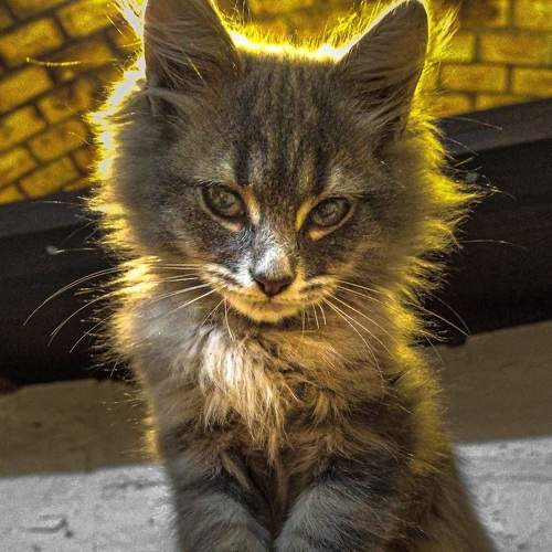Photo #6126625