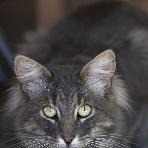 Photo #6128289