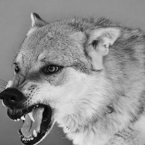Photo #6129247