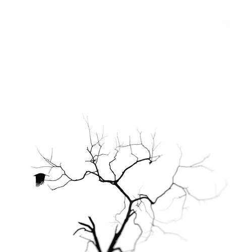 Bare tree and life