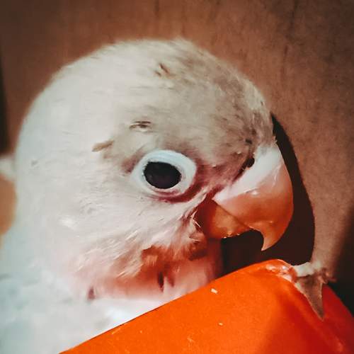 Photo #6130039