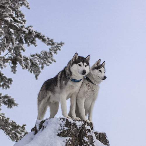 Photo #6130365