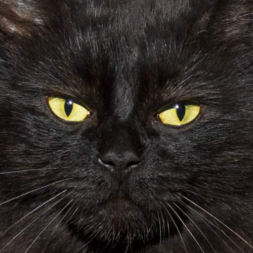 Photo #6130921