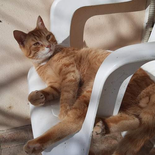 Photo #6131133