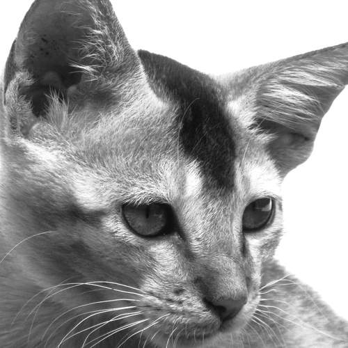 Innocent Pet Like Cat