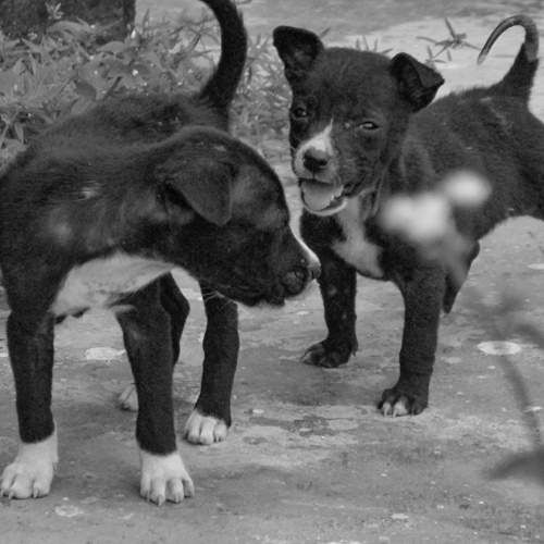 Puppies Playing Together