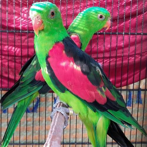 Rump parrots in cage