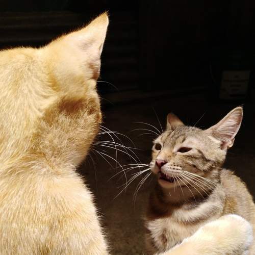 Photo #6134017