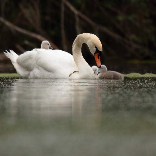 Photo #6135065