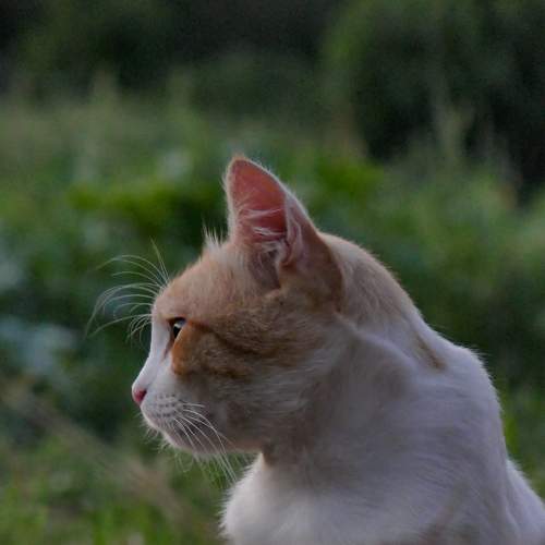 Photo #6135112