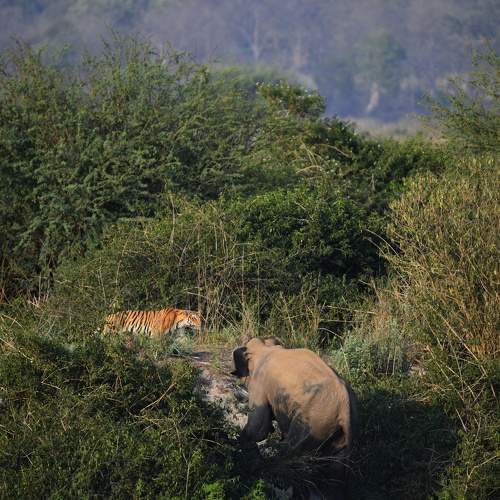 The encounter!