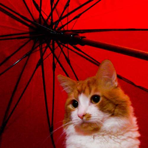 Photo #6136303