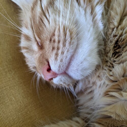 Cat Nap