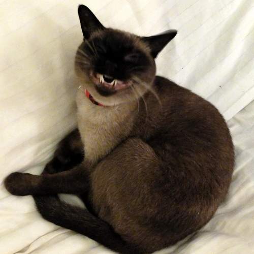 Photo #6137777