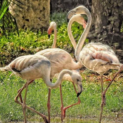 Flamingo ballet