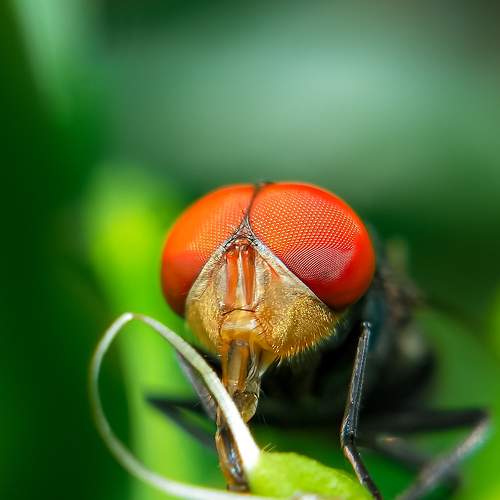 Housefly Closeup