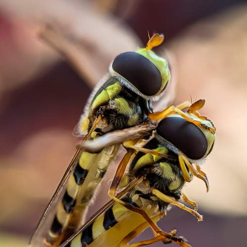 The Hoverfly