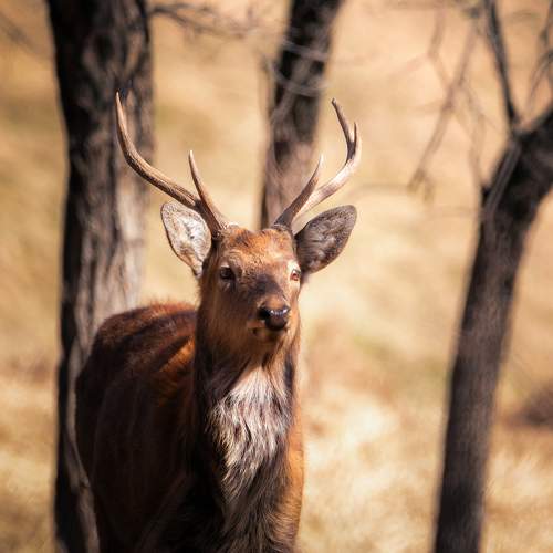 Spotted gorgeous