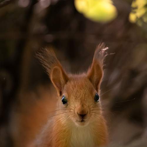Little curious squirrel