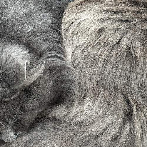 Сказочный кот / Fabulous cat