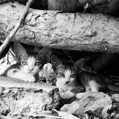 Brother and Sister