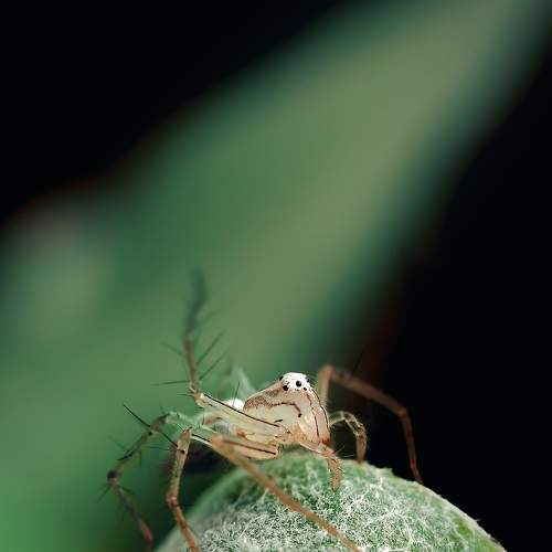 Striped lynx spider closeup