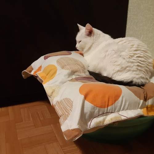 Photo #6145177