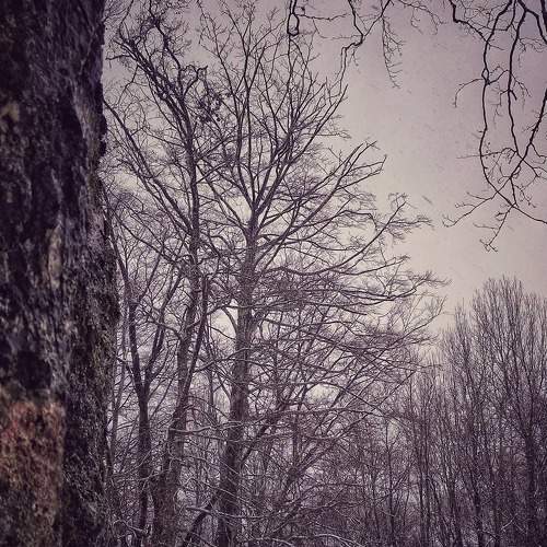 White trees