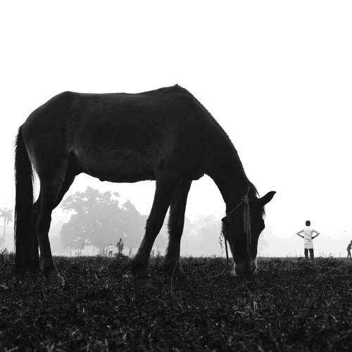 Foggy Morning
