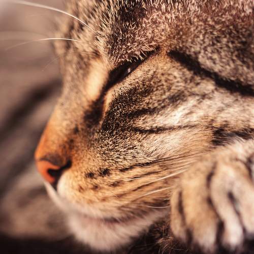 Photo #6150874