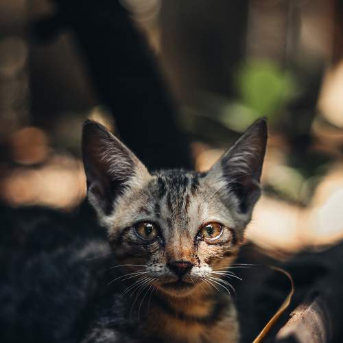 Photo #6154386