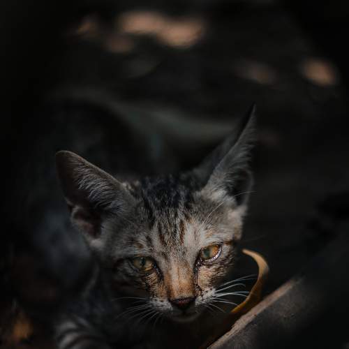 Photo #6154389